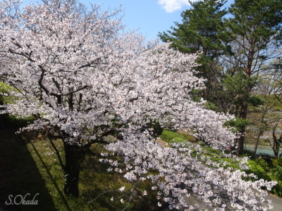 西武遊園地の桜 西武遊園地の桜