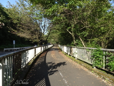 えごの木橋 えごの木橋
