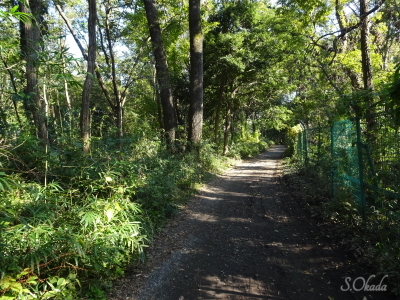 狭山湖北側の林道3