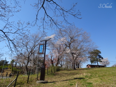 八国山緑地西口広場2019-0403 八国山緑地西口広場2019-0403