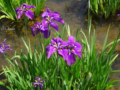 北山公園菖蒲苑の菖蒲2019-0613 北山公園菖蒲苑の菖蒲2019-0613