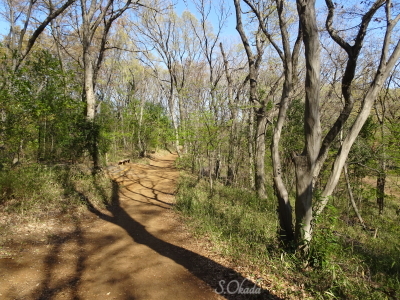 八国山緑地尾根道か-2019-0403 八国山緑地尾根道か-2019-0403