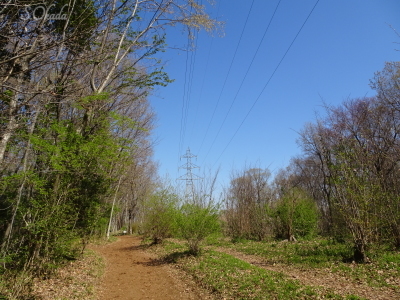 八国山緑地尾根道き-2019-0403 八国山緑地尾根道き-2019-0403