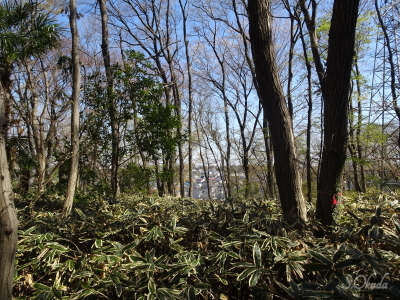 八国山緑地尾根道け-2019-0403 八国山緑地尾根道け-2019-0403